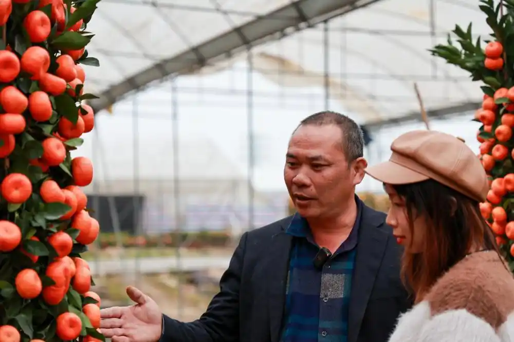 年花年桔出口物流